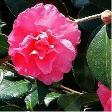 Camellia